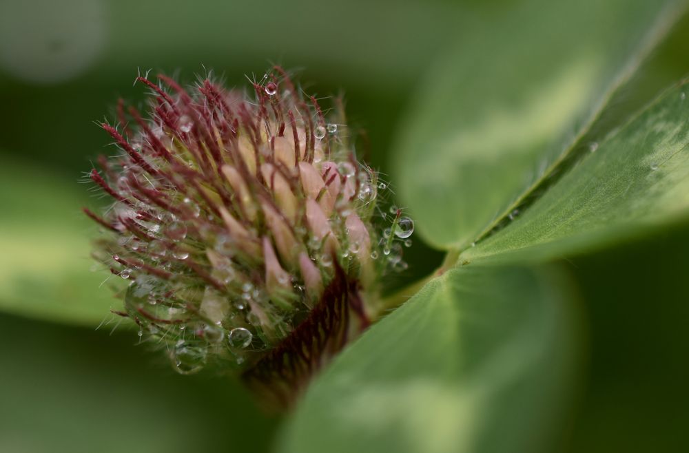 Entwicklung der Kleeblüte nach dem Regen!