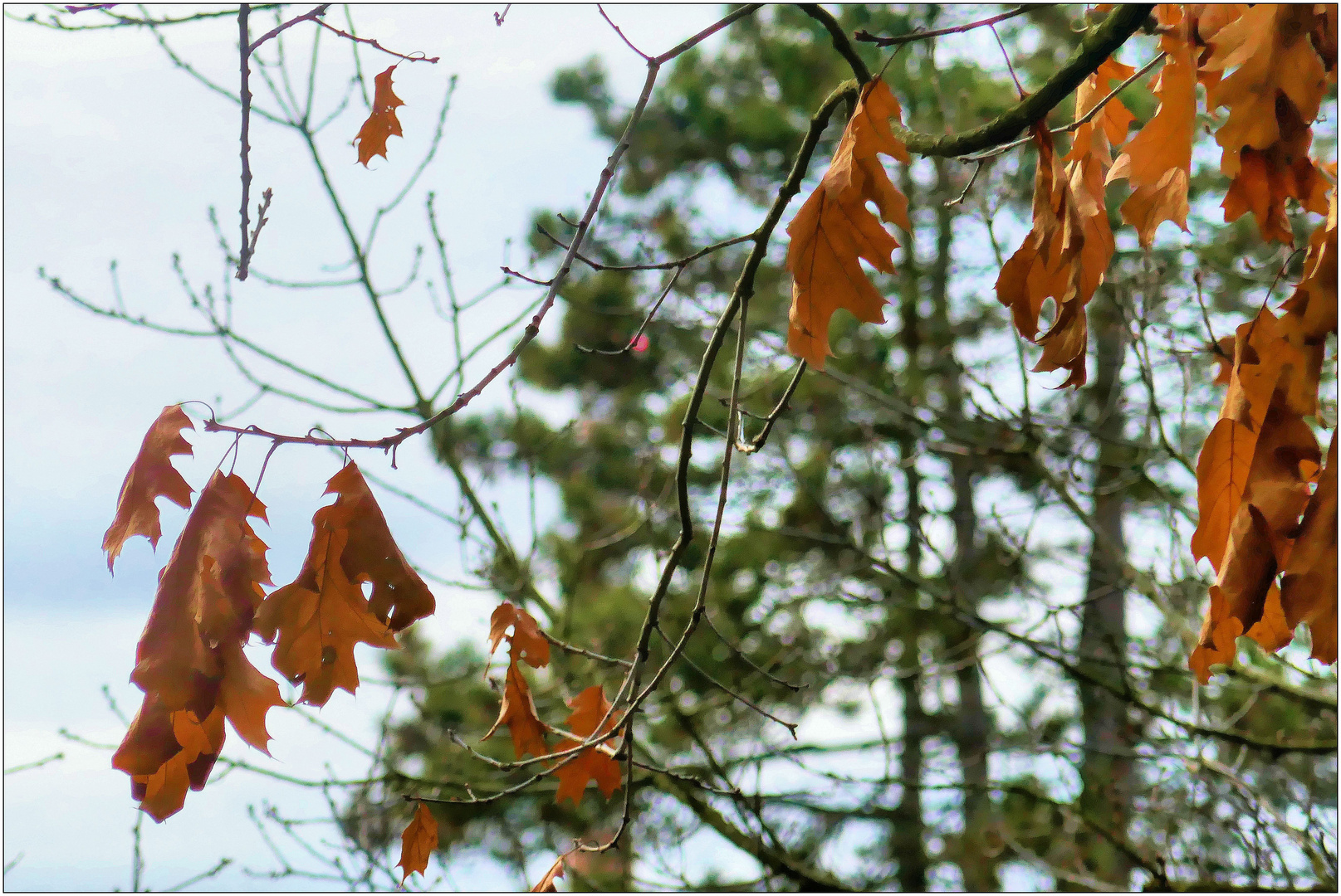 Entwicklung der Natur