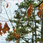 Entwicklung der Natur