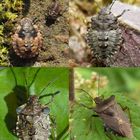 Entwicklung der Rotbeinigen Baumwanze (Pentatoma rufipes) - Collage: 3 Larven + 1 Imago