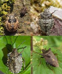 Entwicklung der Rotbeinigen Baumwanze (Pentatoma rufipes) - Collage: 3 Larven + 1 Imago