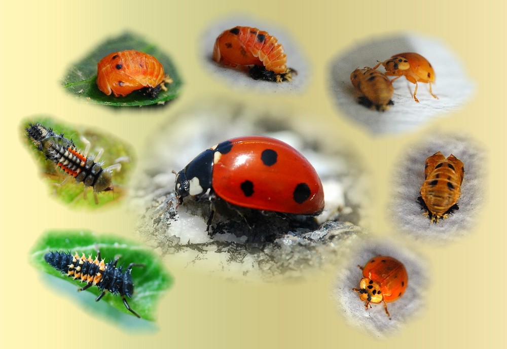 Entwicklung des Marienkäfers Foto & Bild tiere, wildlife, insekten