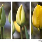 Entwicklung einer Tulpe