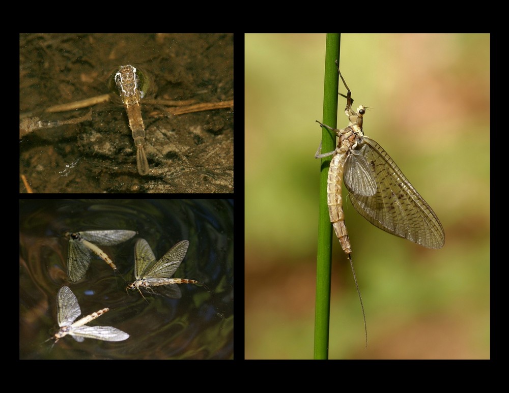 Entwicklung von der Larve zur Eintagsfliege