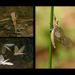 Entwicklung von der Larve zur Eintagsfliege