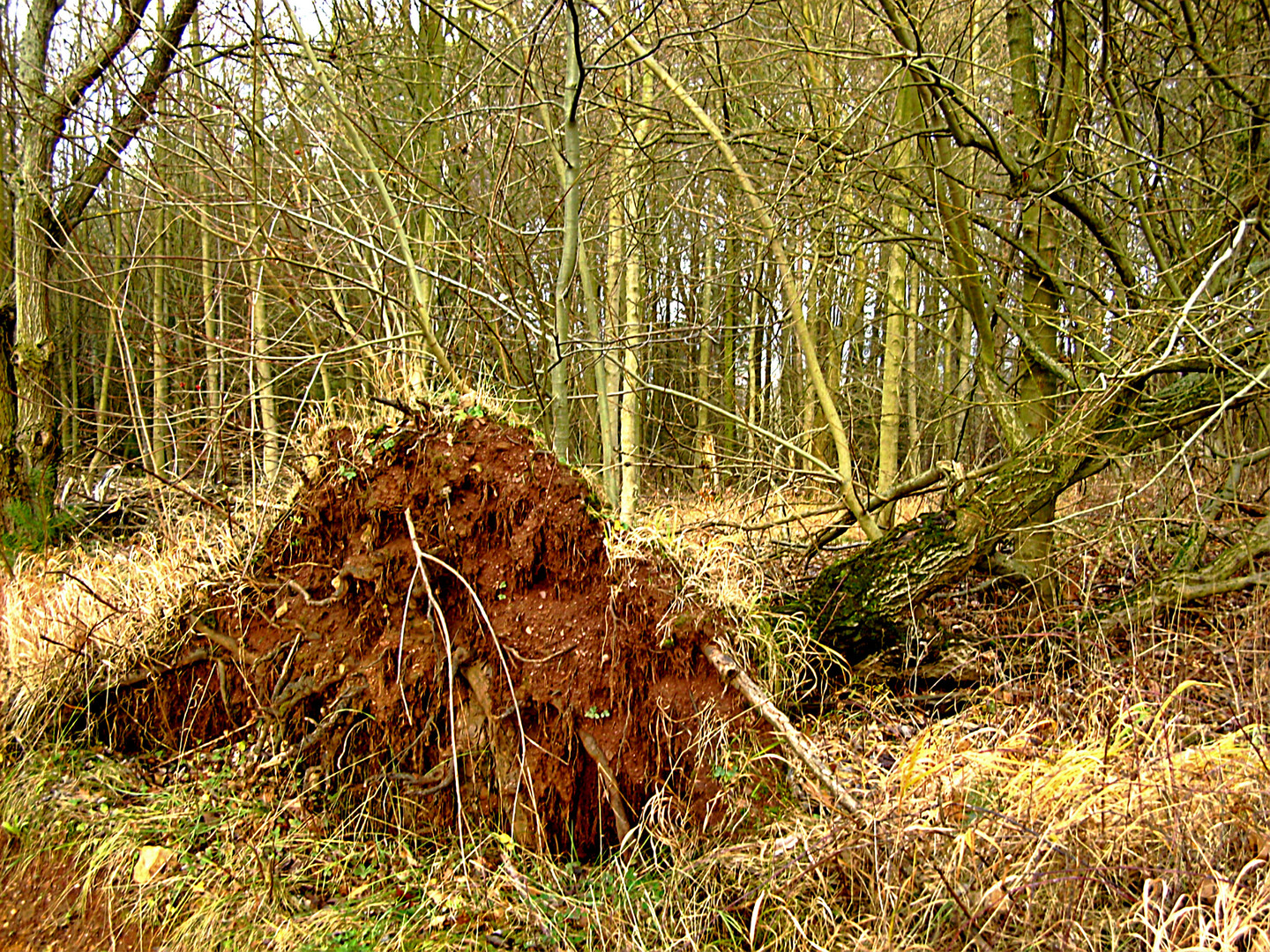 entwurzelter baum