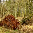 entwurzelter baum