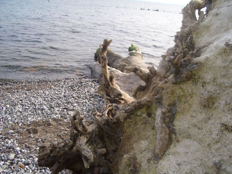 Entwurzelter Baum am Kreidefelsen auf der Insel Rügen