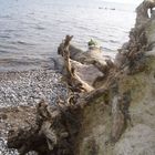 Entwurzelter Baum am Kreidefelsen auf der Insel Rügen