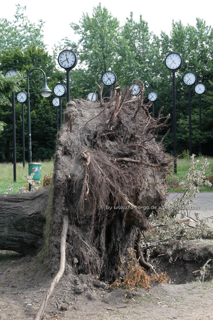 entwurzelter Baum im Uhrenpark Düsseldorf Volksgarten