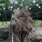 entwurzelter Baum im Uhrenpark Düsseldorf Volksgarten