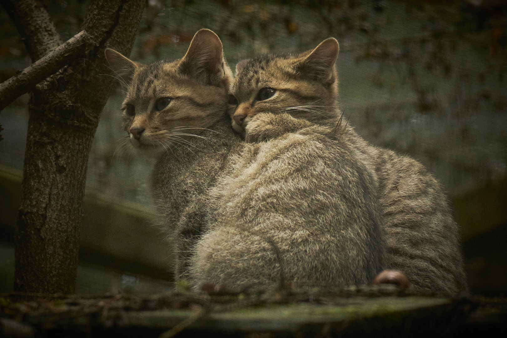 entzückende Wildkatzenbabies!