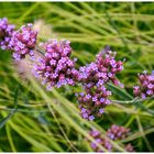 Entzückendes Blümchen