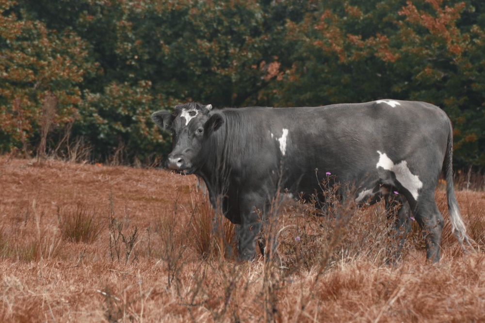 Envie d'un steak ?