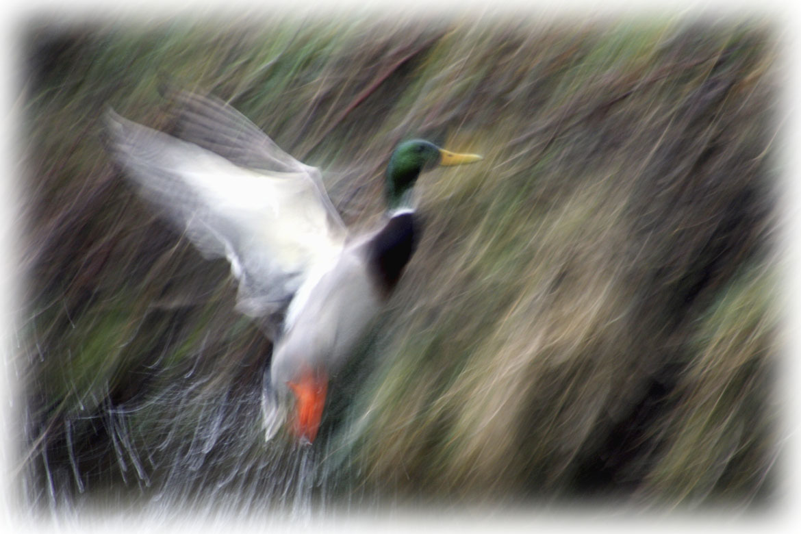 Envol au paradis des canards...