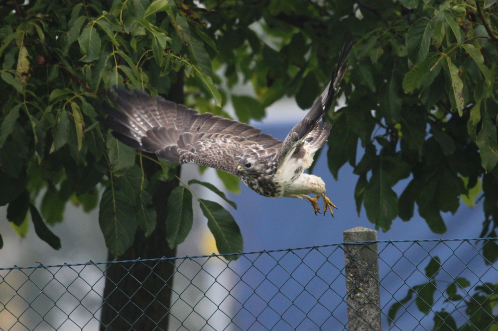 Envol Buse variable