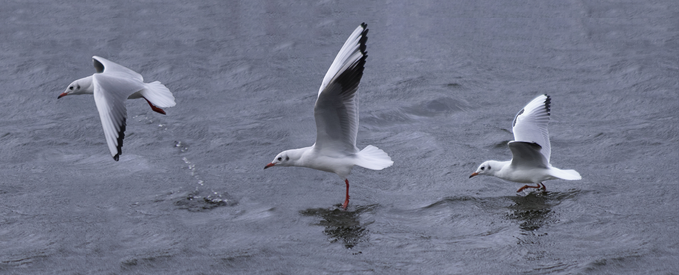 Envol (Chroicocephalus ridibundus, mouette rieuse)