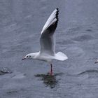 Envol (Chroicocephalus ridibundus, mouette rieuse)