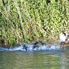 Envol de canards