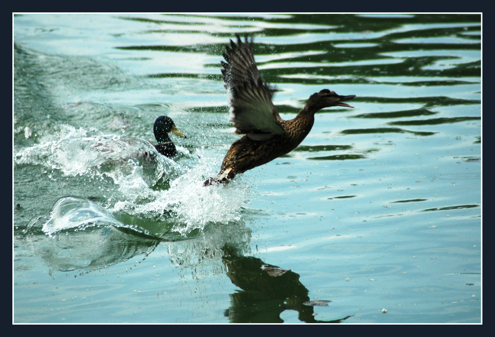 Envol de Canards au Parc De La Tête D' Or