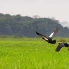 envol de canards musqués de guyane