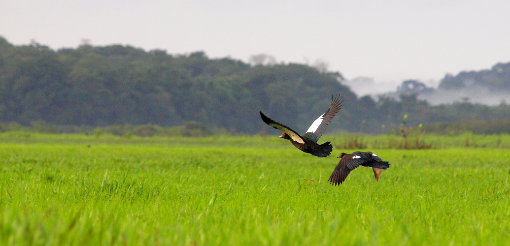 envol de canards musqués de guyane