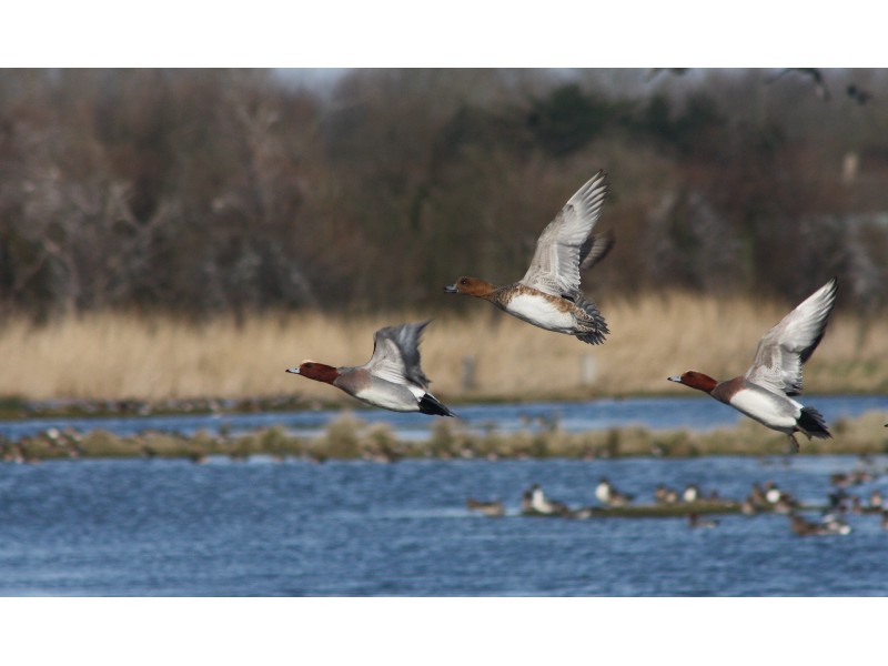 envol de canards siffleurs