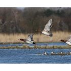 envol de canards siffleurs