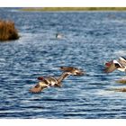 envol de canards siffleurs