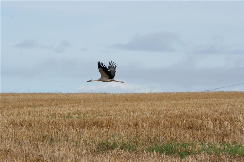 envol de cigogne 1