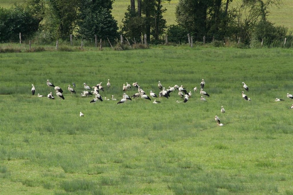 envol de cigogne