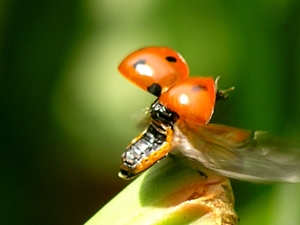 envol de coccinelle!!