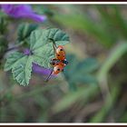 envol de coccinelle