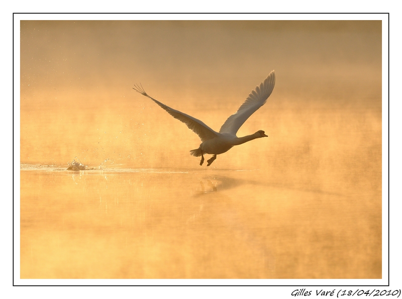 Envol de Cygne....