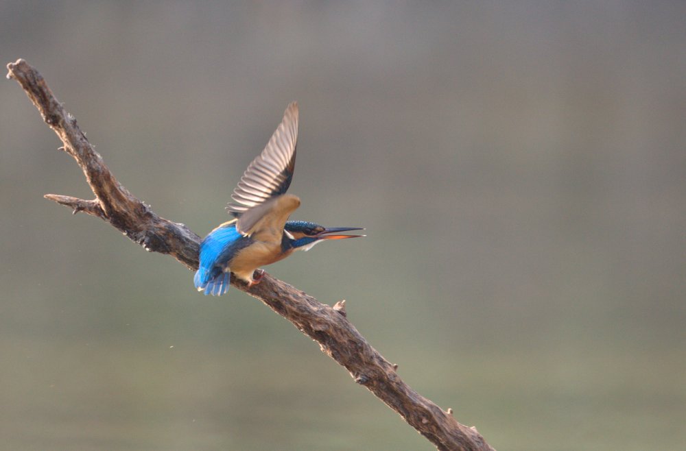 Envol de la flêche bleue.....