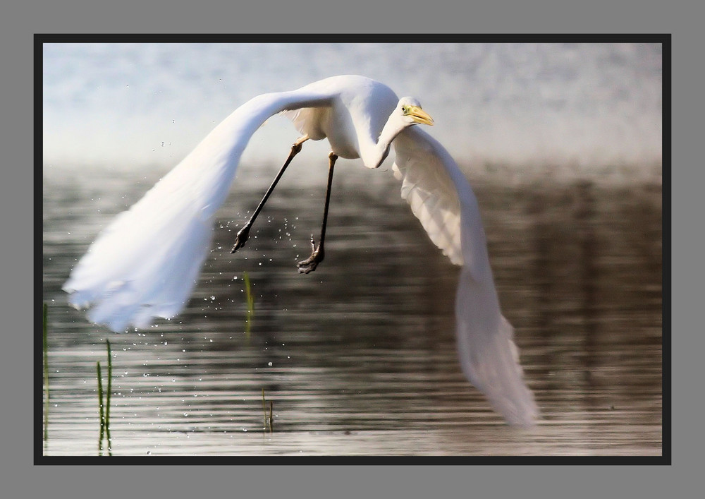 Envol de la Grande Aigrette