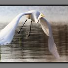 Envol de la Grande Aigrette