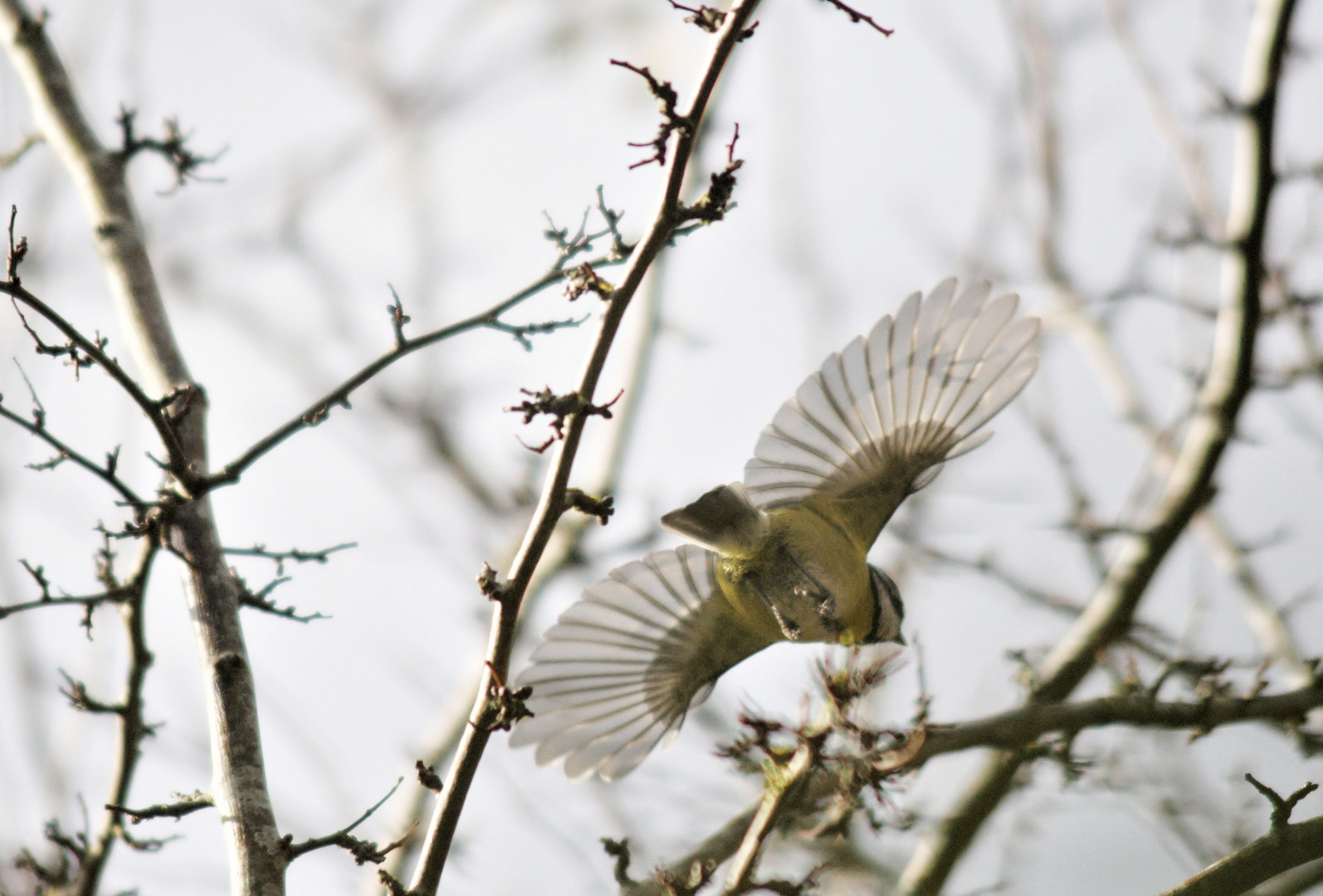 Envol de la mésange