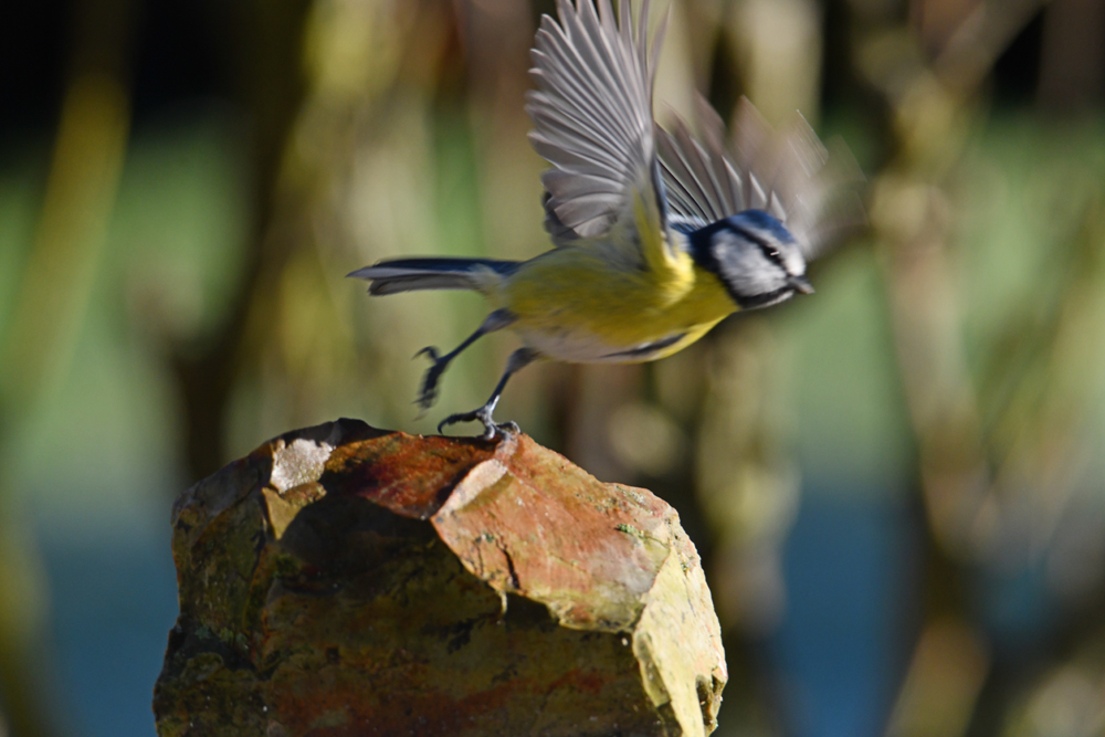 Envol de la petite bleue