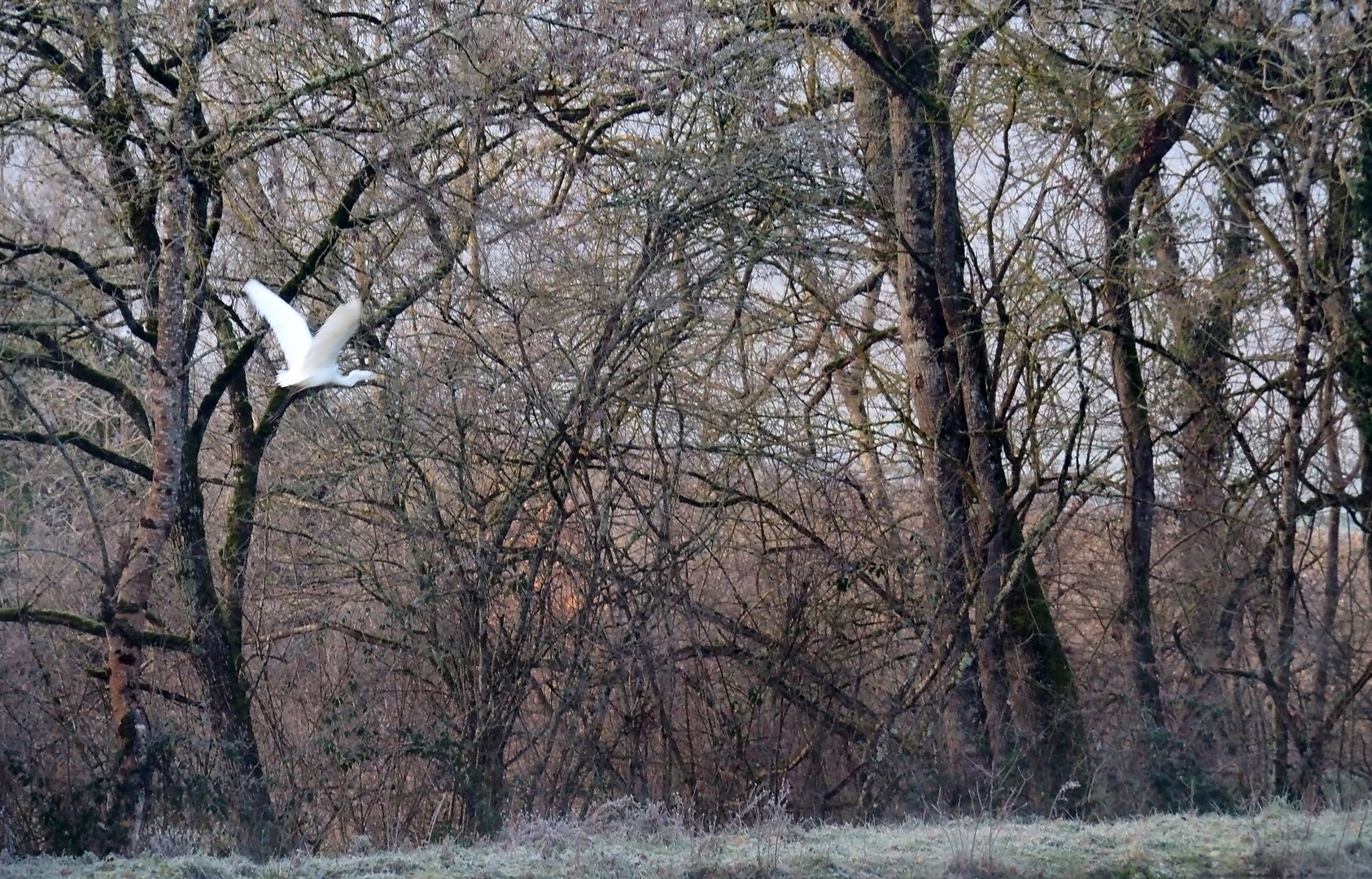 Envol de l’aigrette