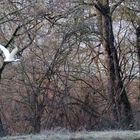 Envol de l’aigrette