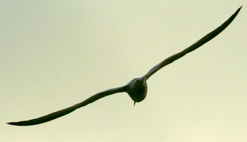 Envol de mouette