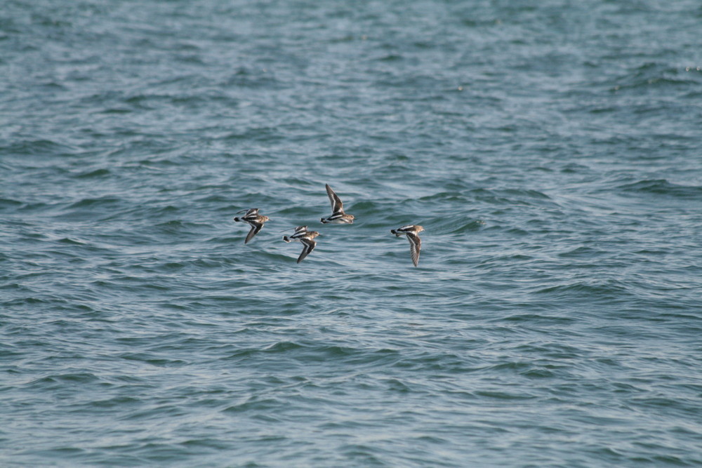 Envol de tournepierres à collier