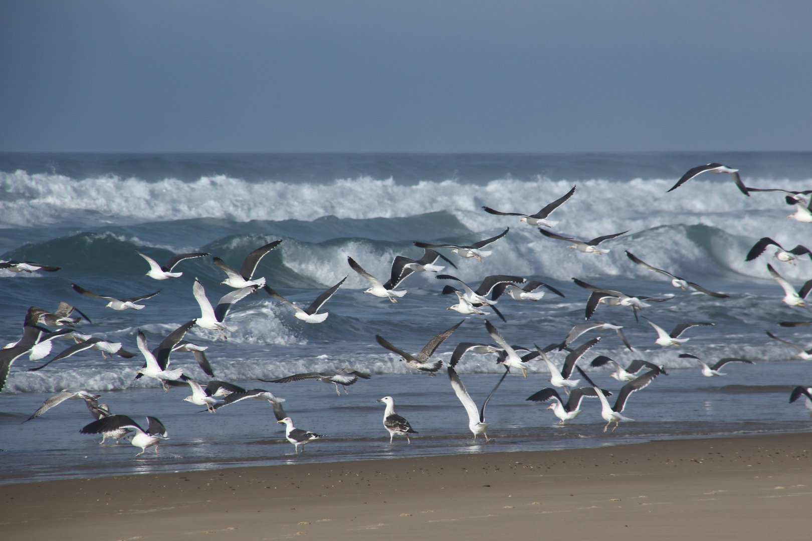 envol des mouettes !