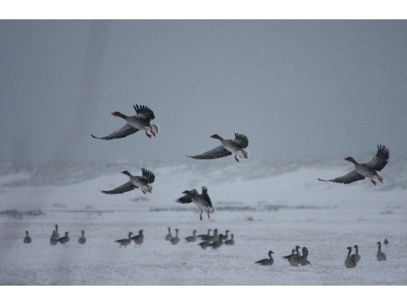 envol d'oies dans la neige