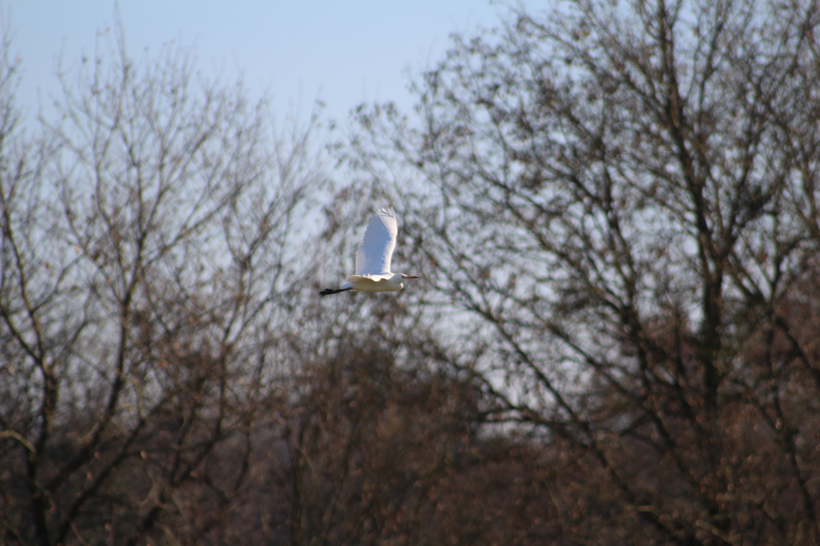 envol du grand blanc