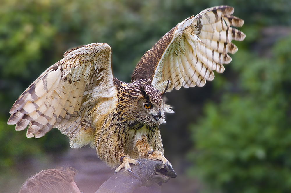 Envol du Hibou Grand Duc