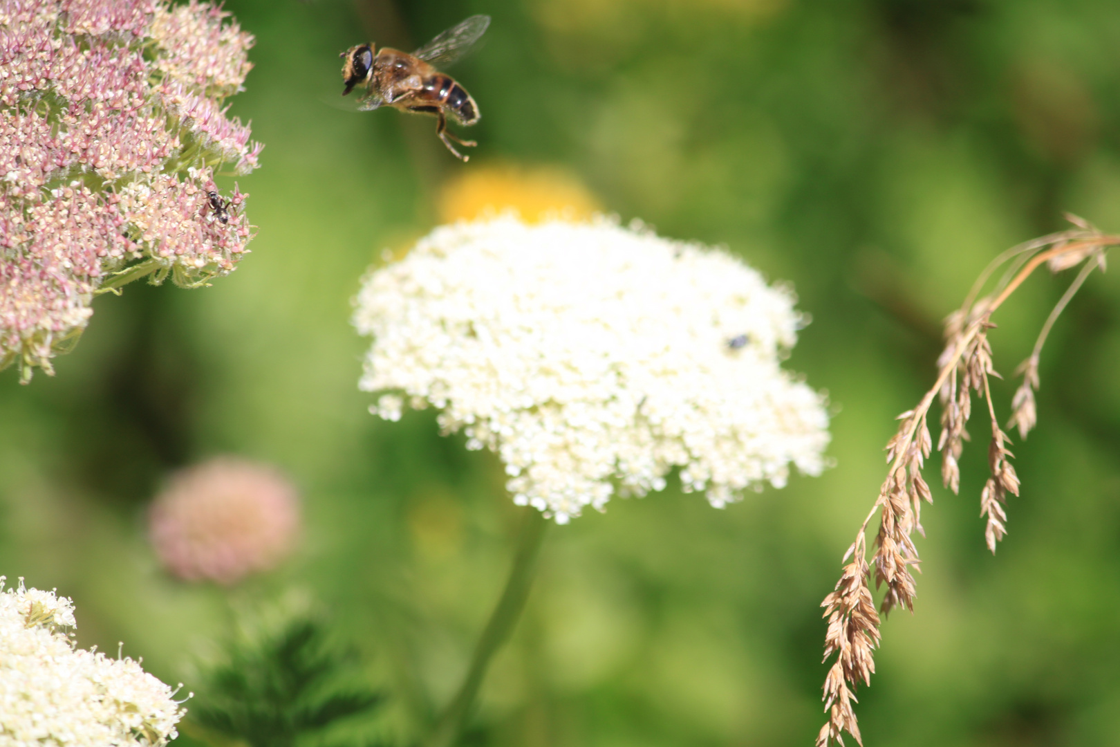 envol d'une abeille 