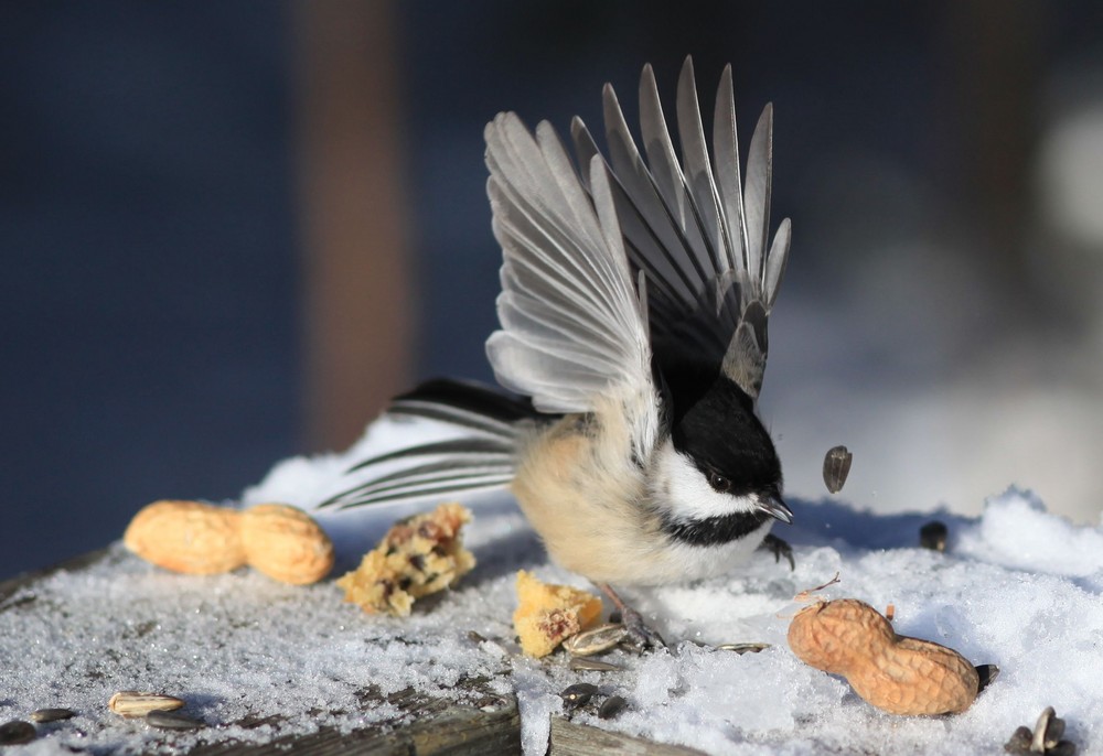 Envol d'une mésange