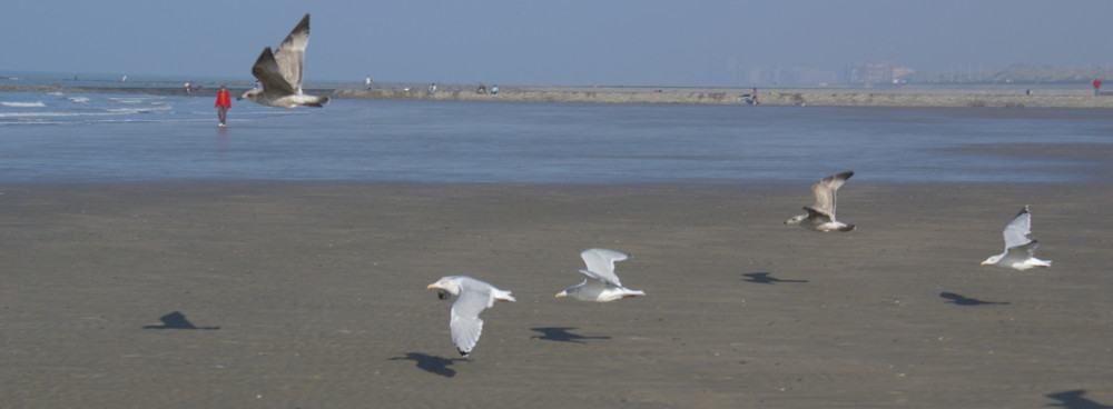 Envol sur Middelkerke